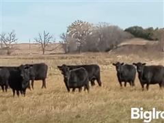 10) Blk Angus Mature Bred Cows (BID PER HEAD) 