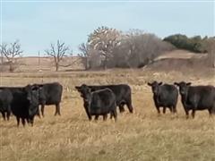 12) Blk Angus Mature Bred Cows (BID PER HEAD) 
