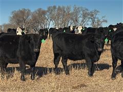 12) Blk Angus Bred Heifers (May 25th For 20 Days) (BID PER HEAD) 