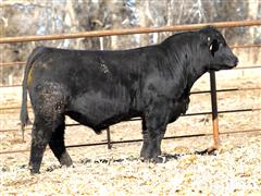 Lot 1 - Loaded Up 804L - 18 Month - Purebred Simmental Bull 