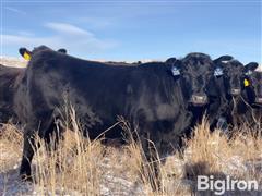 11) Angus 1st Calf Bred Heifers (AI'd To Connealy Emerald) (BID PER HEAD) 