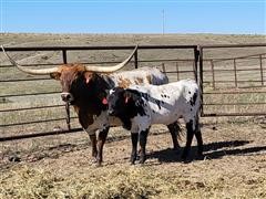 Reg. Longhorn Pair 