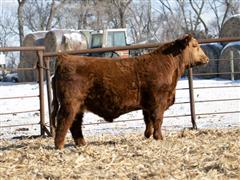 BC Steel Force 1504 (Simmental) 