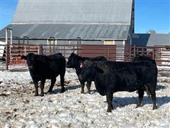 6) Blk Bred Heifers (BID PER HEAD) 