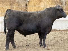 TRA 3/4 Angus Bull 