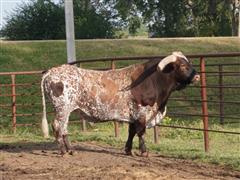 Reg. Longhorn Bull 