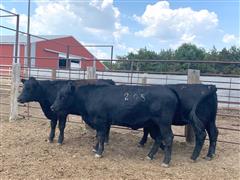 2) Angus Cross Heifers Confirmed Bred To Full-Blood Wagyu (BID PER HEAD) 