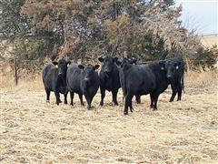 7) Registered Angus Bred Heifers (BID PER HEAD) 