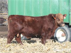 CAPE 509 Blazin Steel Red Angus 2YO Bull 