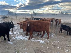 7) Red Angus Bred Cows (BID PER HEAD) 