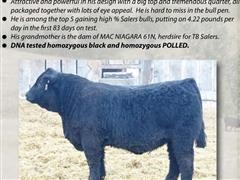 Reg Salers Bull Semen (BID PER UNIT) 