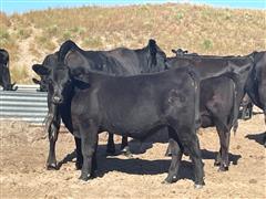 90) Blk Angus Feeder Steers (BID PER LB) 