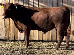 Red Angus Commercial Bull 