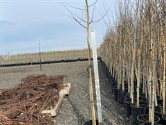 Quaking Aspen Trees 