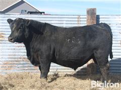 SWC Downpour 406 Angus Yearling Bull 