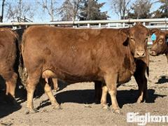 7) Red And Black First Calf Heifer Pairs (BID PER PAIR) 