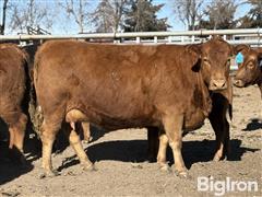 7) Red And Black First Calf Heifer Pairs (BID PER PAIR) 