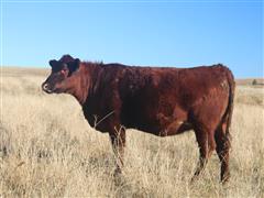 SCMH TIANA 260 Red Angus Bred Heifer 