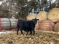 Sim-Angus Bred Heifer & Bull Calf 