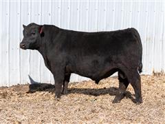 Legendary 34L (Angus) 