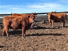 8) Red Angus Bred Heifers (BID PER HEAD) 