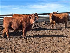 8) Red Angus Bred Heifers (BID PER HEAD) 