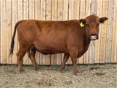 SRR Joan 0113-4021 Red Angus Bred Cow 