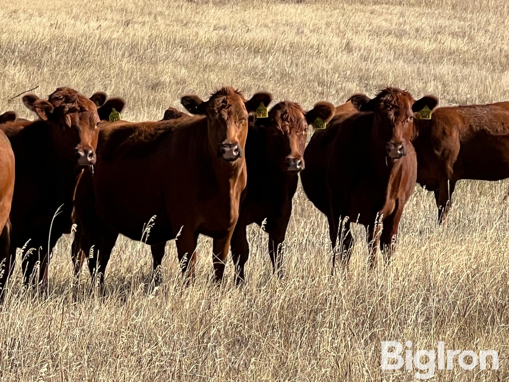 50) Red Angus 1st Calf Bred Heifers AI'd To "PIE Captain 054" (BID PER HEAD) 