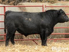 CF Emerald 848X 19037 23088 2 YO Angus Bull 