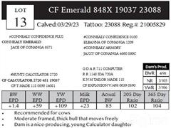 Lot 13 Pedigree.JPG