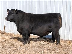 Beast Mode 31L (Angus) 