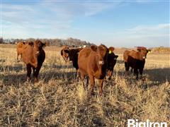 10) Red Angus Bred Heifers (Bieber Bred) (BID PER HEAD) 