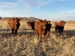 10) Red Angus Bred Heifers (Bieber Bred) (BID PER HEAD) 