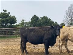 6 & 7 YO Summer Bred Cows (BID PER HEAD) 