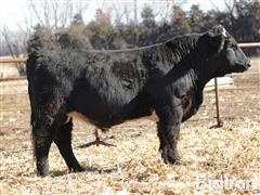 Lot 3 - Steel F 402L - 18 Month - 3/4 Simmental Bull 