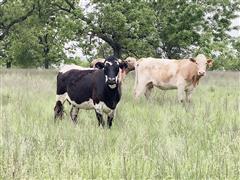3) 5 YO Crossbred Bred Cows (BID PER HEAD) 