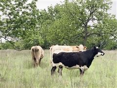 items/4cc531141cf4ed11a81c6045bd4ccc74/35yocrossbredbredcows_16e08b825ca84b19a604127eb13e6e25.jpg