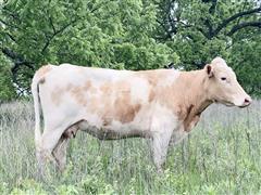 items/4cc531141cf4ed11a81c6045bd4ccc74/35yocrossbredbredcows_586a3c66f1c840bf8585f27b5be623a3.jpg