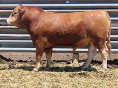 MELLOTT RANCH J4785(2 Year Old/Heifer Bull) 