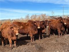 10) Wilson Red Angus Breds (Bred Akaushi) (BID PER HEAD) 