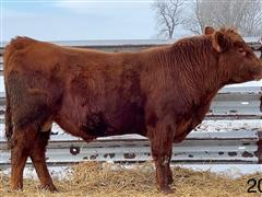 STOCK FOREIGNER 208 (2 YO Red Angus Bull) 