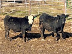 22) 850lbs BLK/BWF Steers (BID PER LB) 