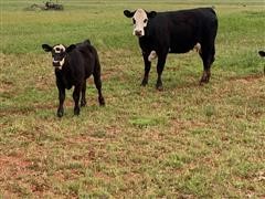 Commercial Blk-Baldy 2nd Calf Cow/Calf Pairs (BID PER PAIR) 