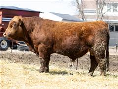 AVSH Thor J402 (Simmental) 