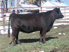 Brown 115 (6 YO Comm. F1 Bred Cow Due With An F2 Calf) 