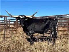 Reg. 3 YO Bred Longhorn Cow 
