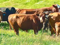 3) 2YO Comm & Registered Red Angus Bred Cows (BID PER HEAD) 