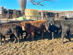 7) F1 Wagyu Open Replacement Heifers (BID PER HEAD) 