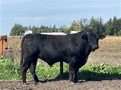 LL PB Limousin (2 Year Old) 561 