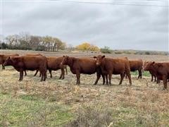 Red Angus Bred Heifers (April Calving) (BID PER HEAD) 